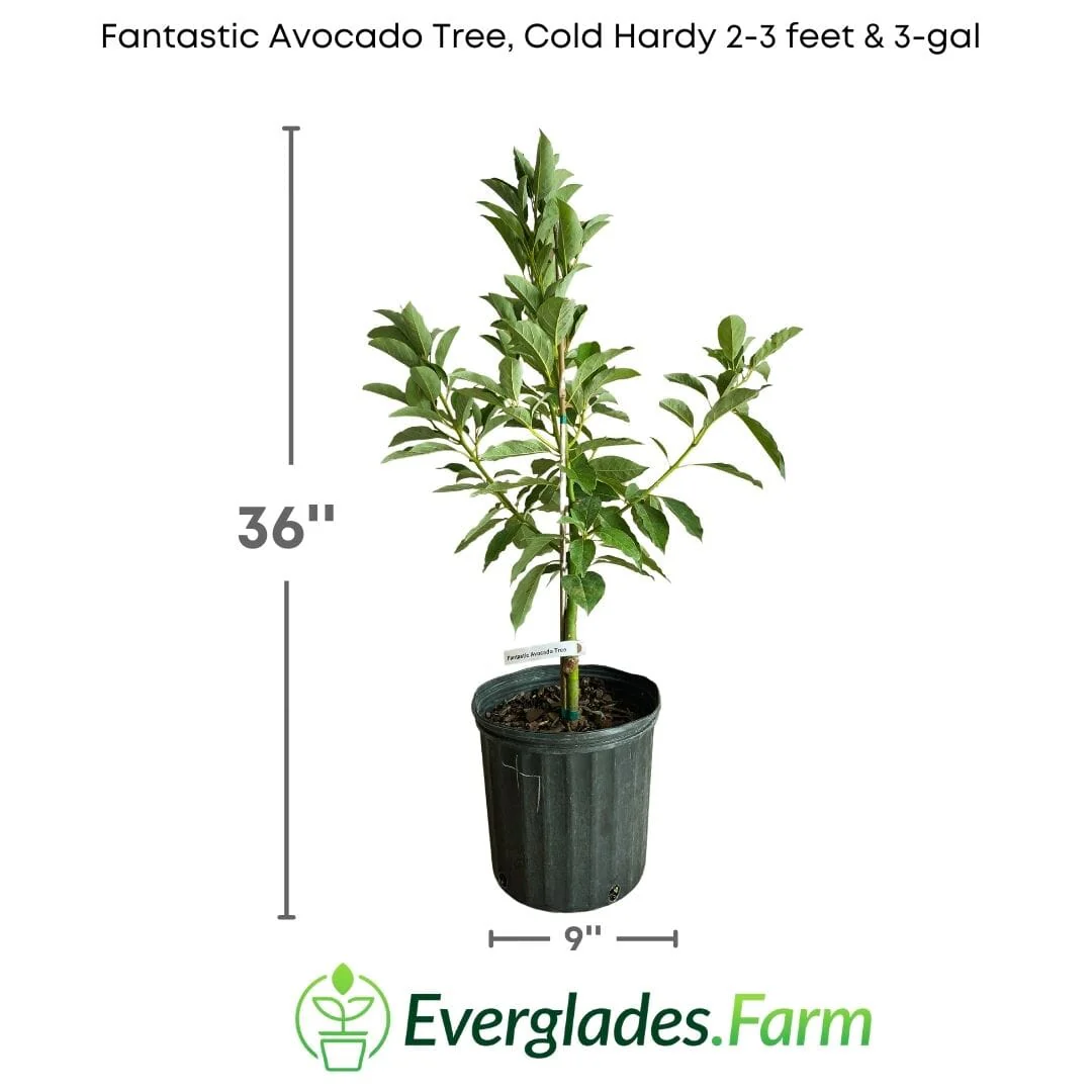 Fantastic Avocado Tree, Grafted - Image 3