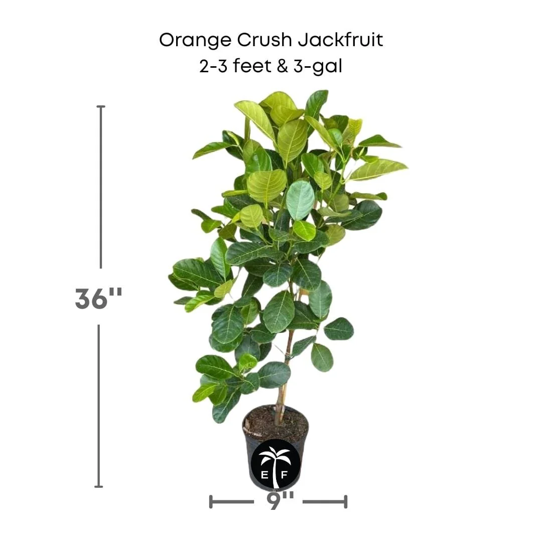 Orange Crush Jackfruit Tree Grafted - Image 4