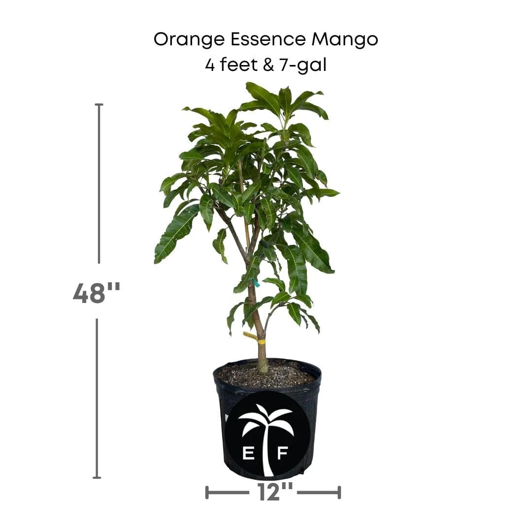 Orange Essence Mango Tree Grafted - Image 3