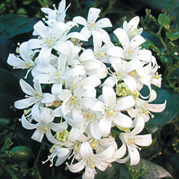 Orange Jasmine Plant – Murraya paniculata | Fragrant Tropical Hedge Shrub