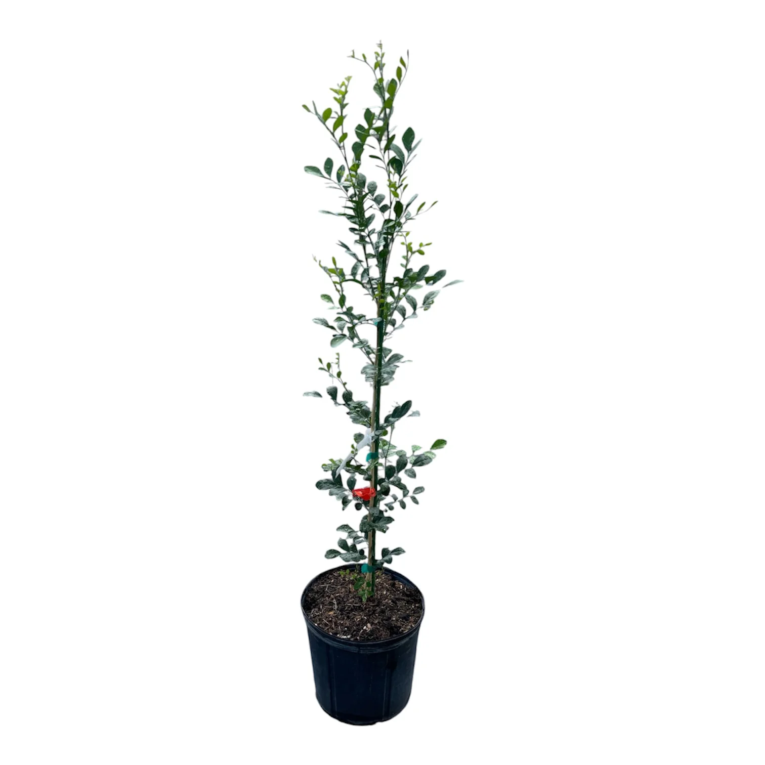 Orange Jasmine Plant – Murraya paniculata | Fragrant Tropical Hedge Shrub - Image 2
