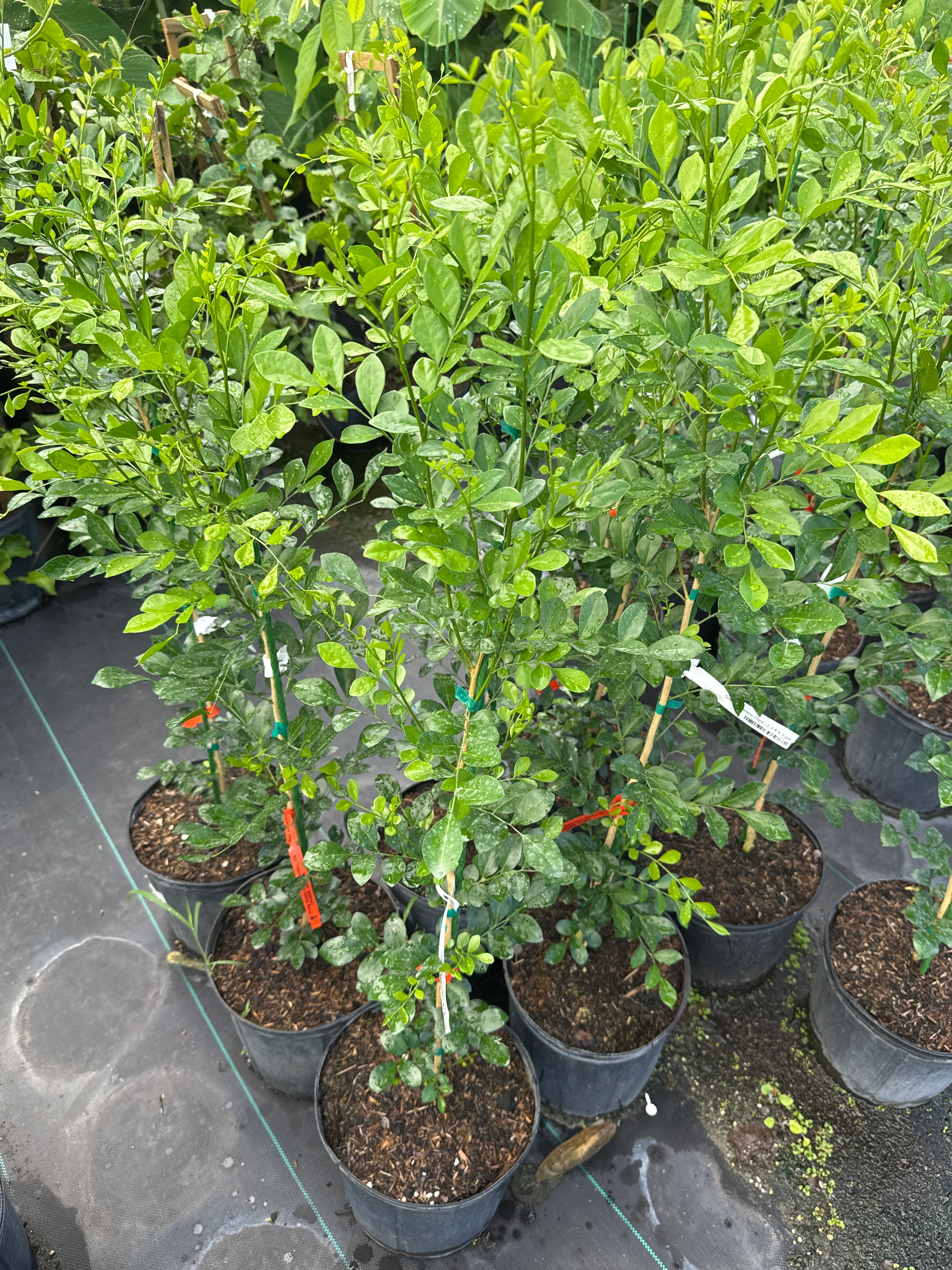 Orange Jasmine Plant – Murraya paniculata | Fragrant Tropical Hedge Shrub - Image 3
