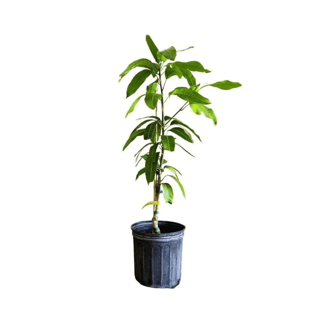 Fruit Punch Mango Tree, Grafted - Image 3