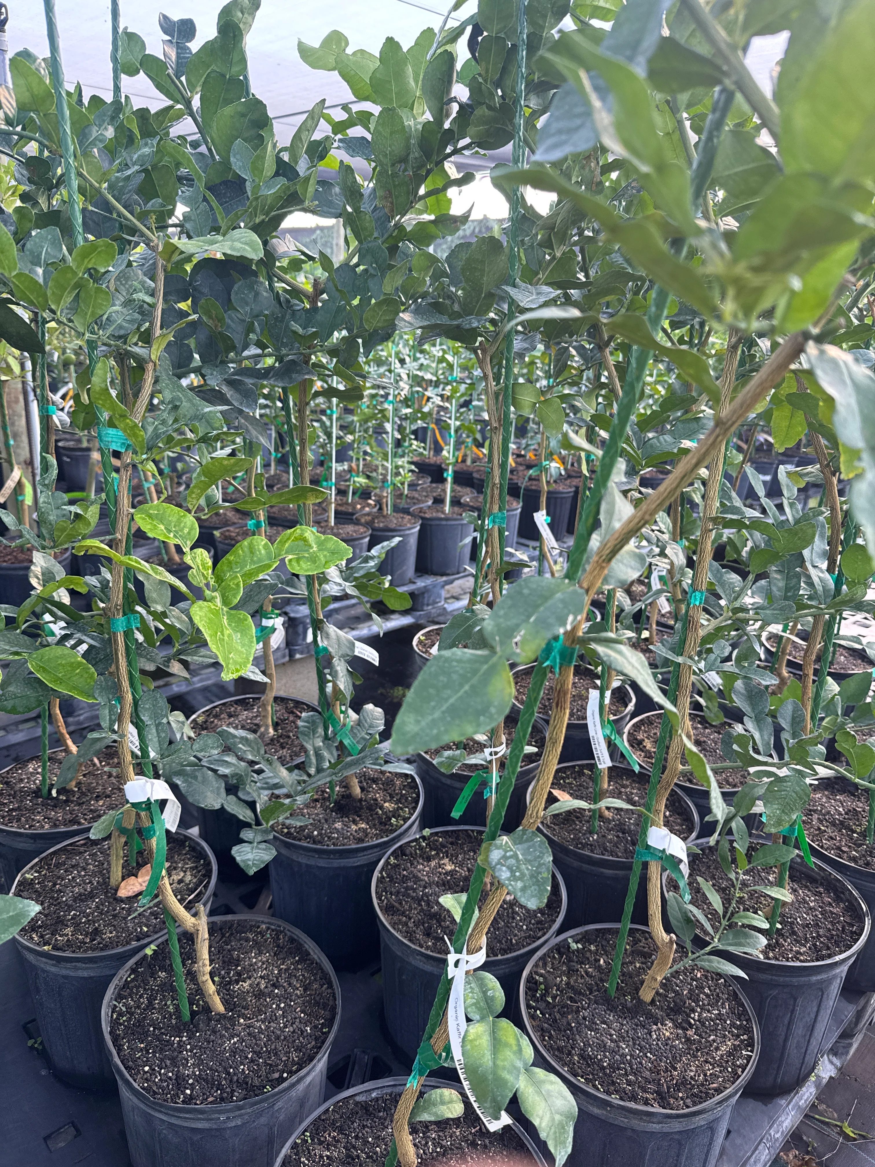 Organic Kaffir Lime Tree Grafted | Live Citrus Plant | Fresh Leaves for Thai Cooking - Image 3