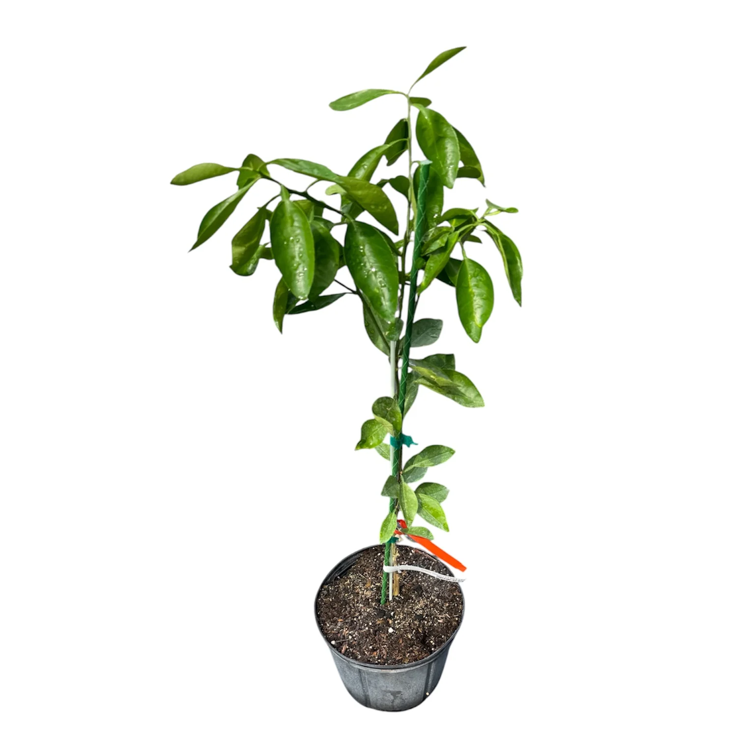 Orlando Tangelo Fruit Tree - Image 2