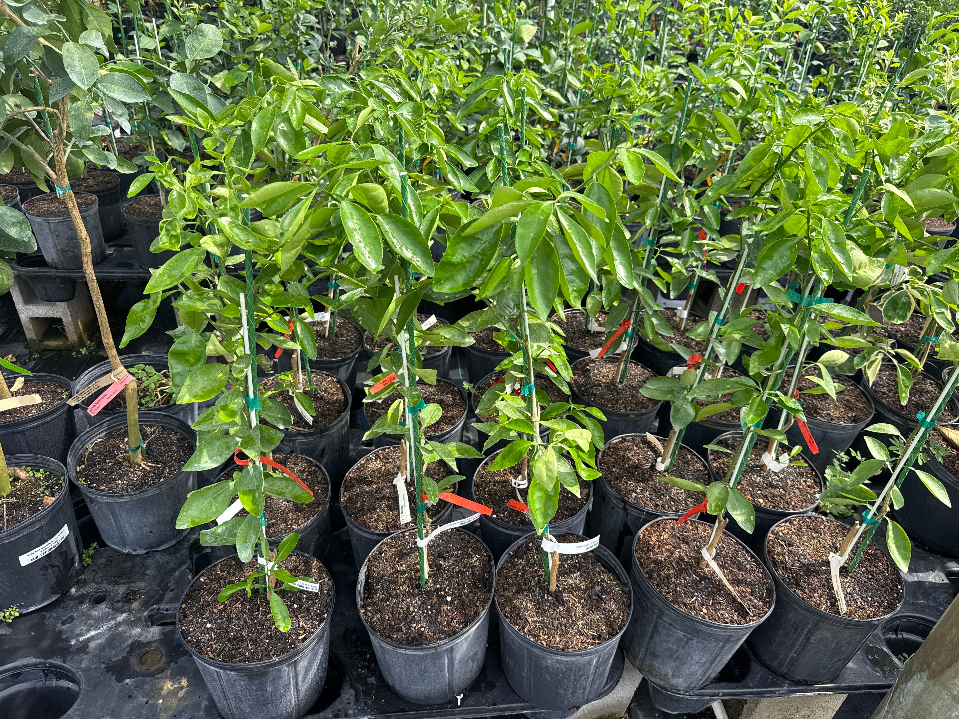 Orlando Tangelo Fruit Tree - Image 3