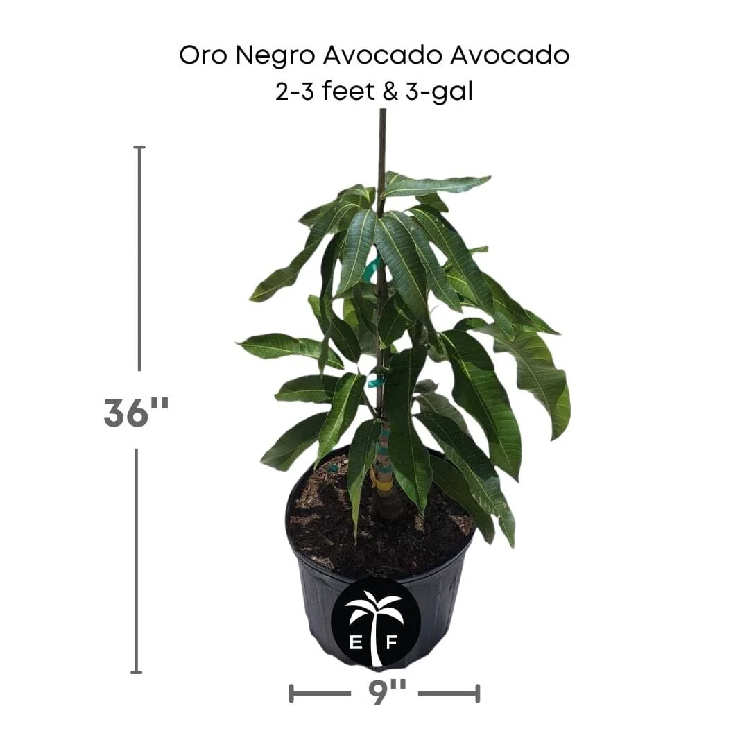 Oro Negro Black Gold Avocado Tree, Grafted - Image 3