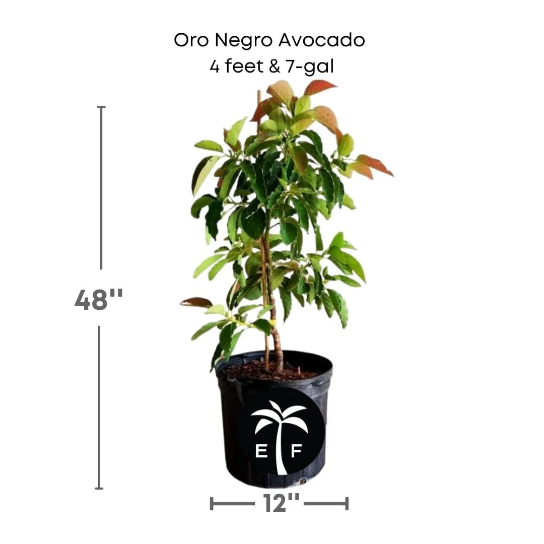 Oro Negro Black Gold Avocado Tree, Grafted - Image 4