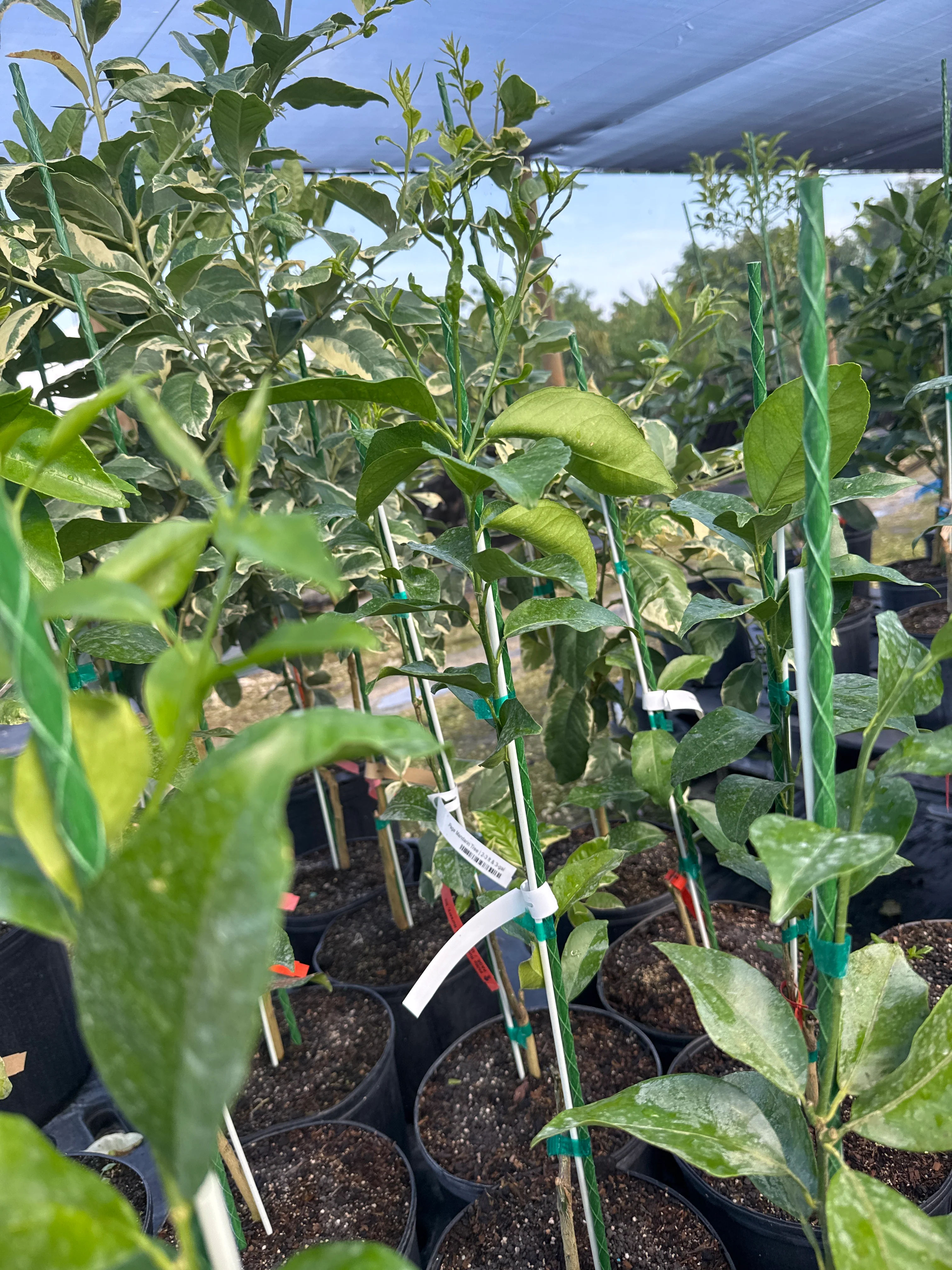 Page Mandarin Tree Grafted - Image 3