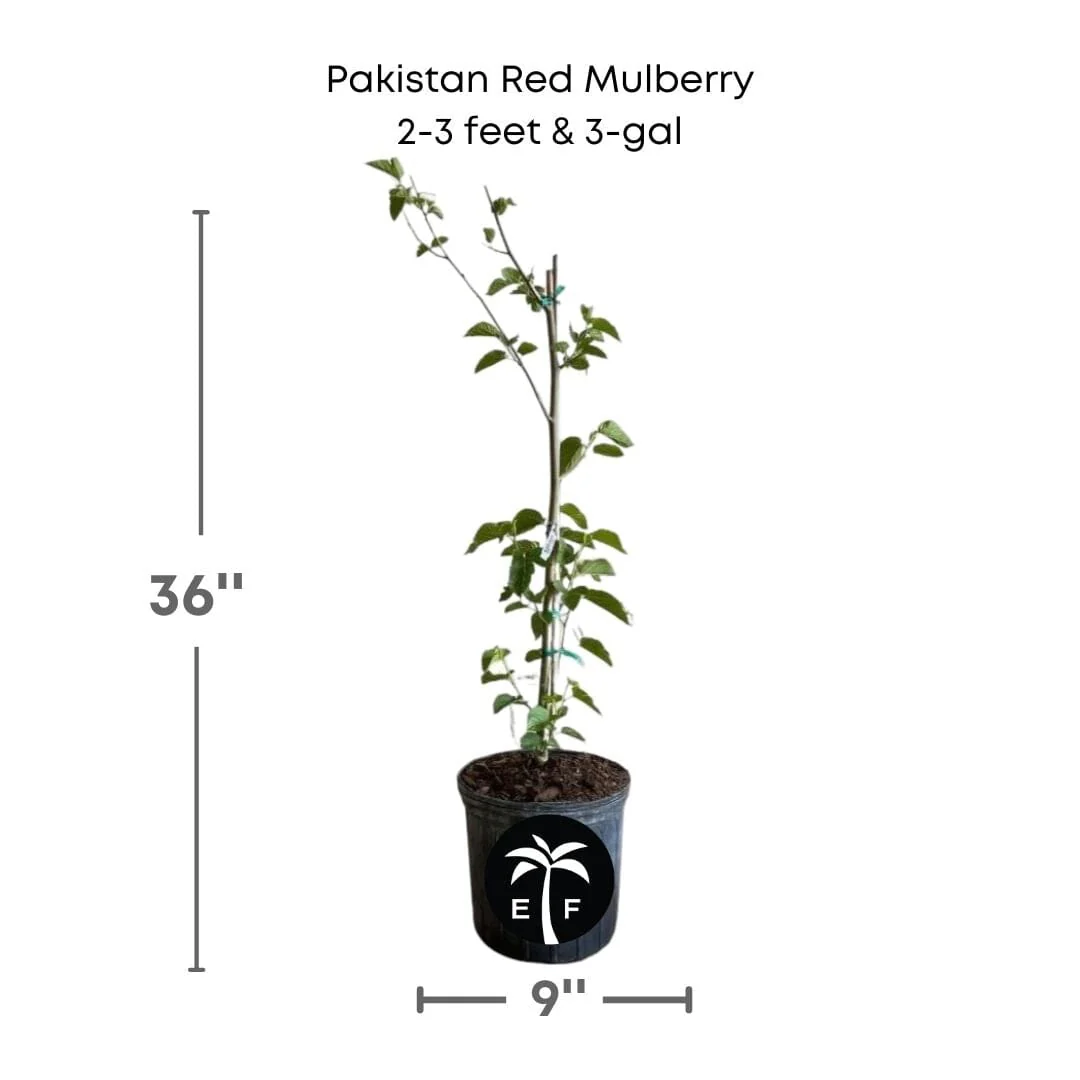 Pakistan Red Mulberry Tree - Image 3