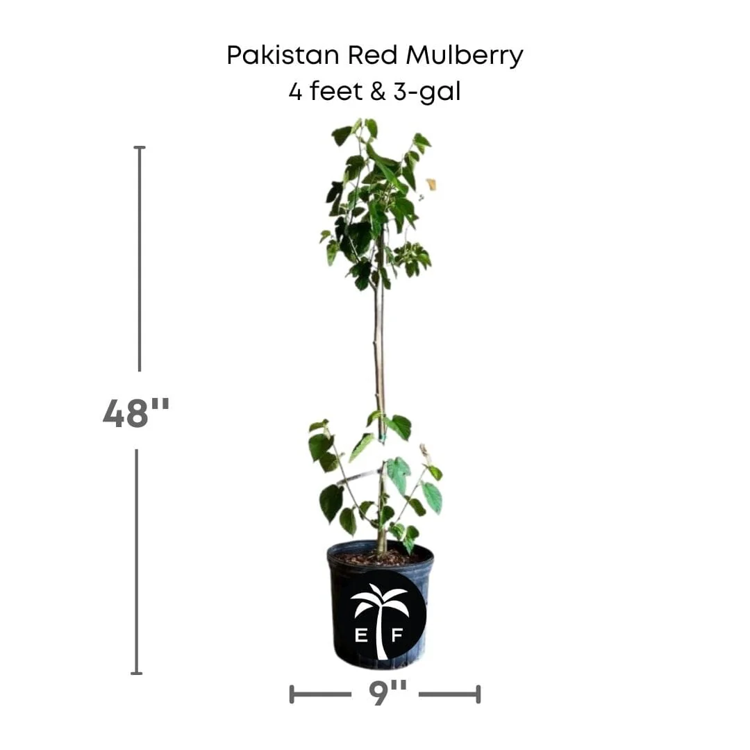 Pakistan Red Mulberry Tree - Image 4