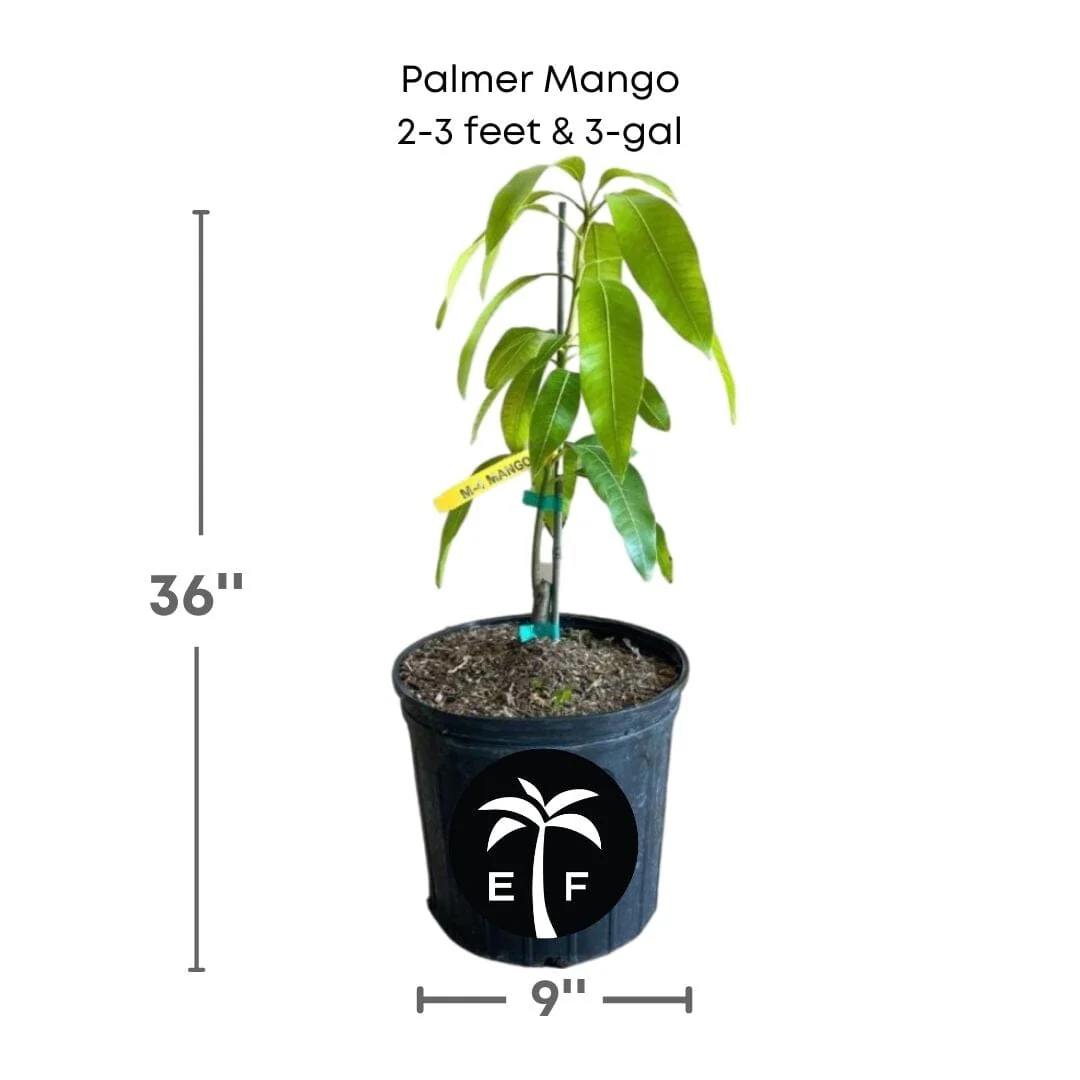 Palmer Mango tree, Grafted - Image 2