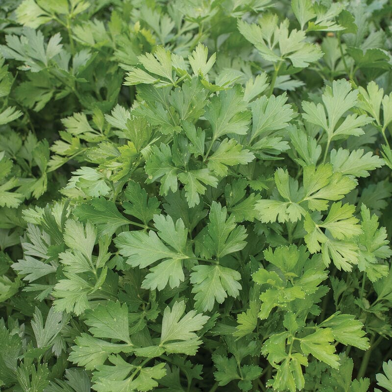 Parsley Plant Organic - Culinary Favorite with High Yield Giant of Italy - Image 3