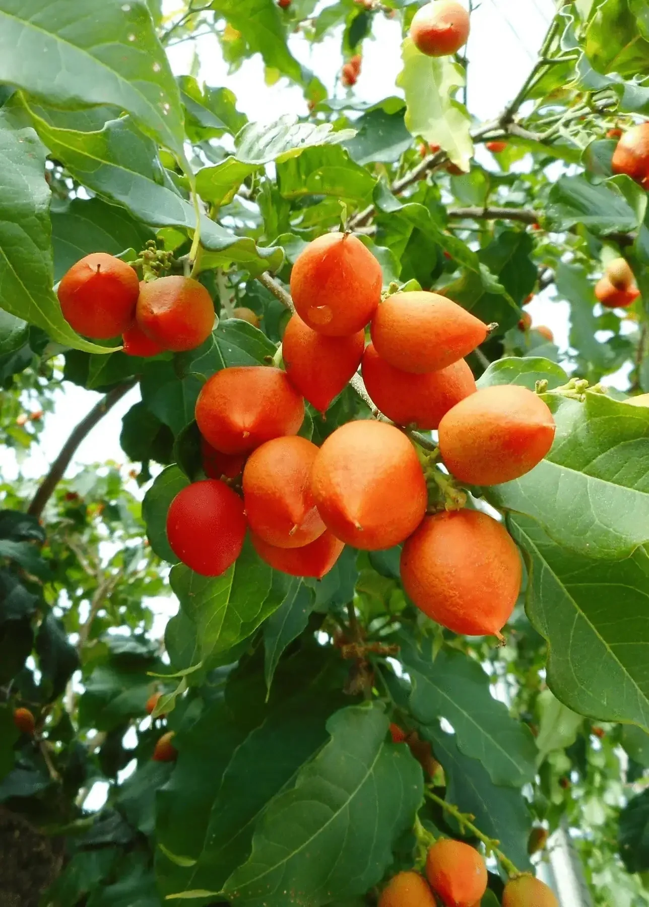 Peanut Butter Fruit Tree - Unique Tropical Delight