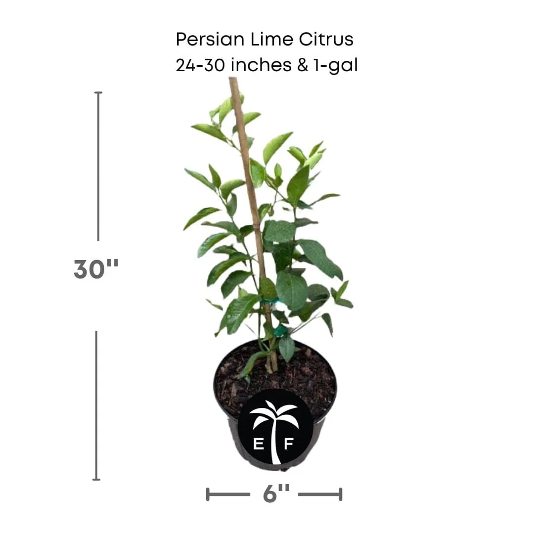 Persian Tahiti Lime Tree | Rooted Cutting | Citrus Fruit Plant | Indoor/Outdoor - Image 3