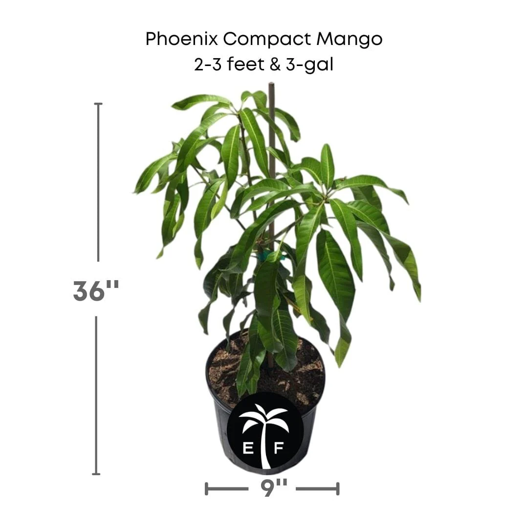 Phoenix Compact Mango Tree, Grafted - Image 2