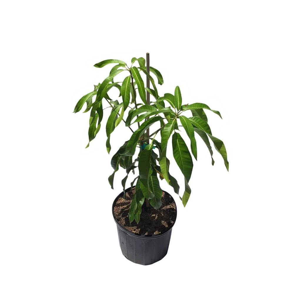 Pim Seng Mum Mango Tree, Grafted