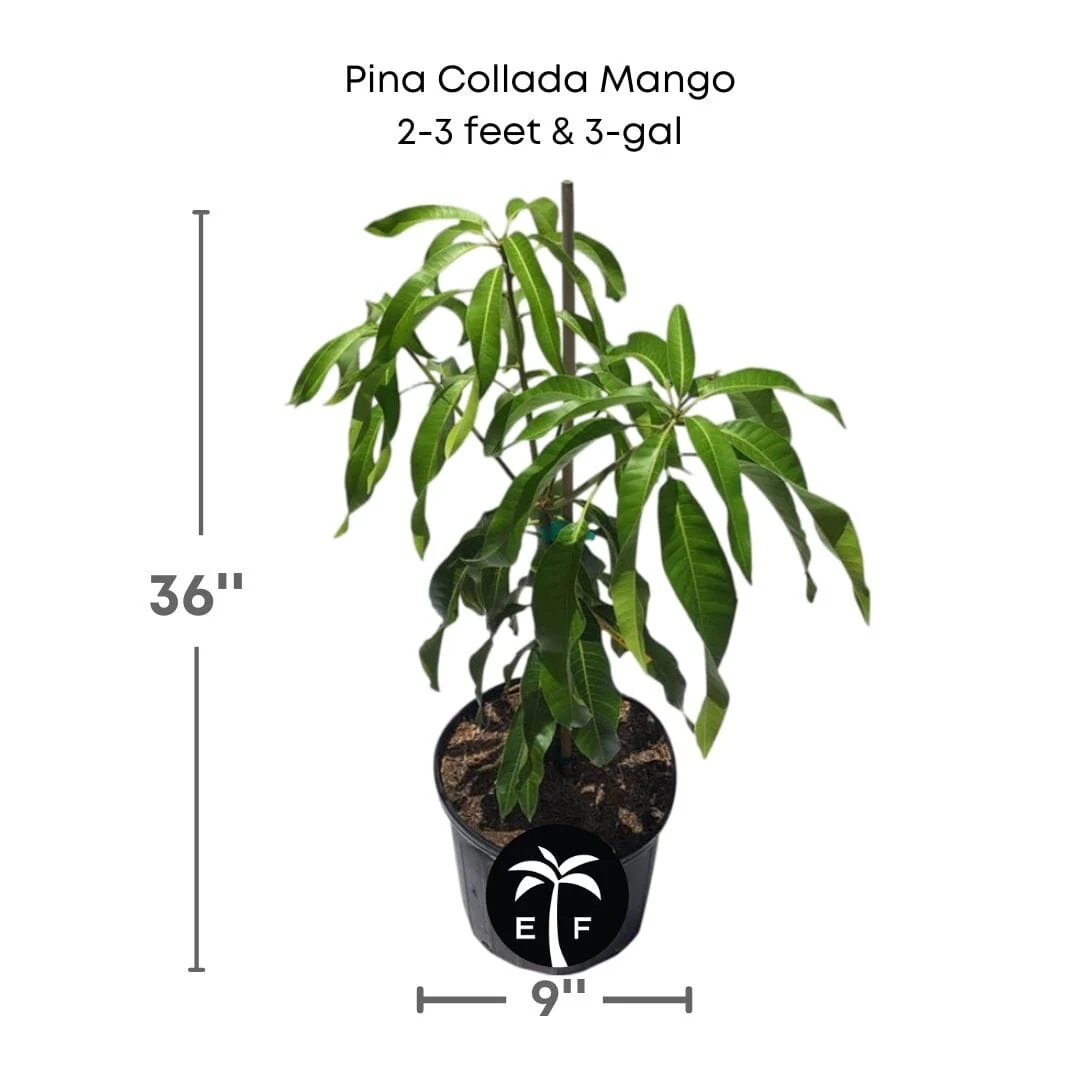 Pina Collada Mango Tree Grafted - Image 2