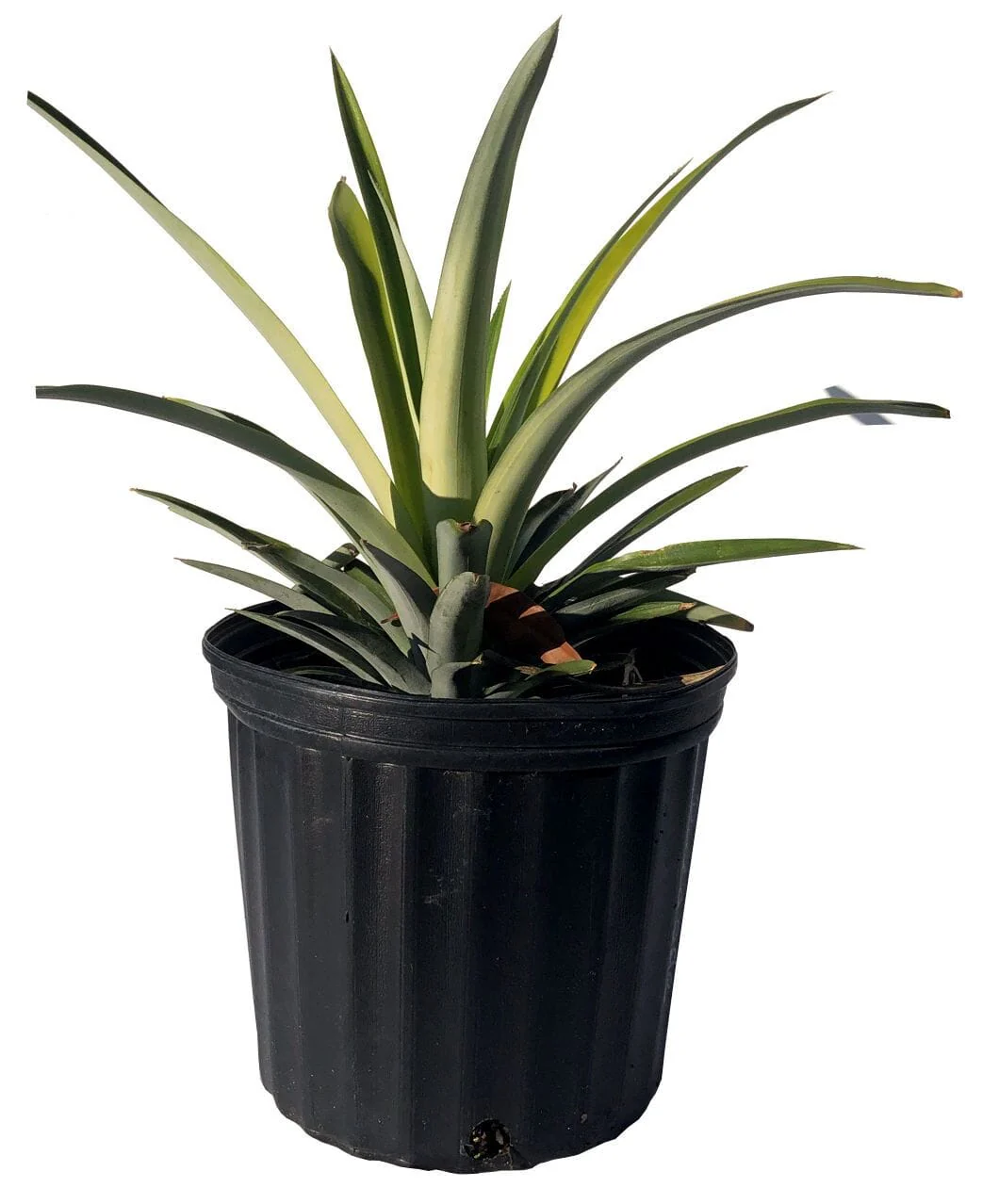 Elite Gold Pineapple Plant - Image 2