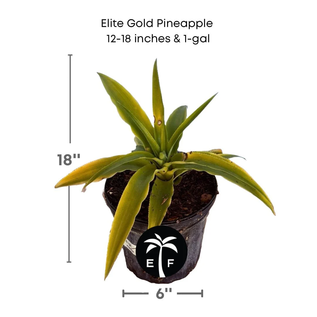 Elite Gold Pineapple Plant - Image 4