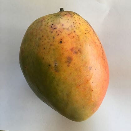 Pineapple Pleasure Mango Tree for Sale – Grafted Dwarf Mango Variety - Image 2