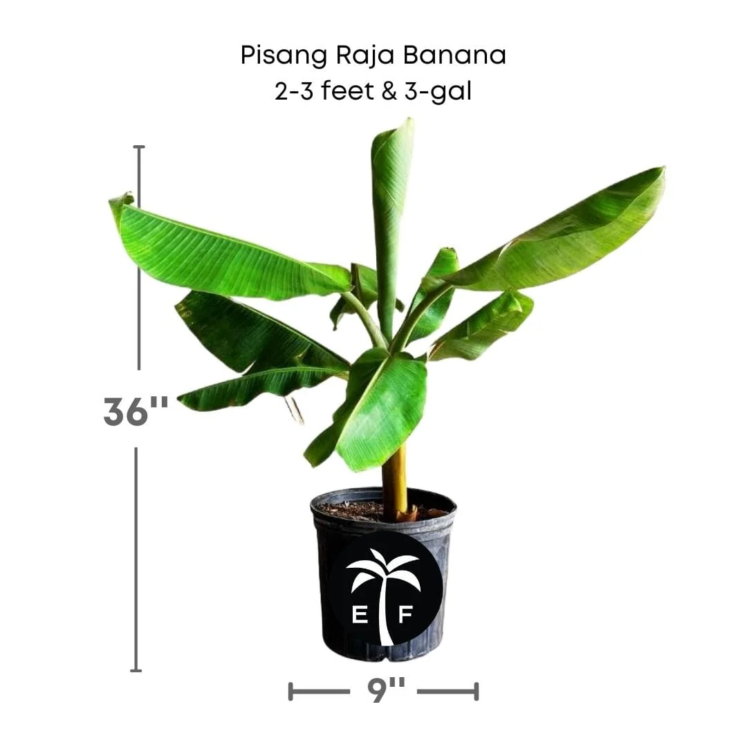 Pisang Raja Banana Plant - Image 3