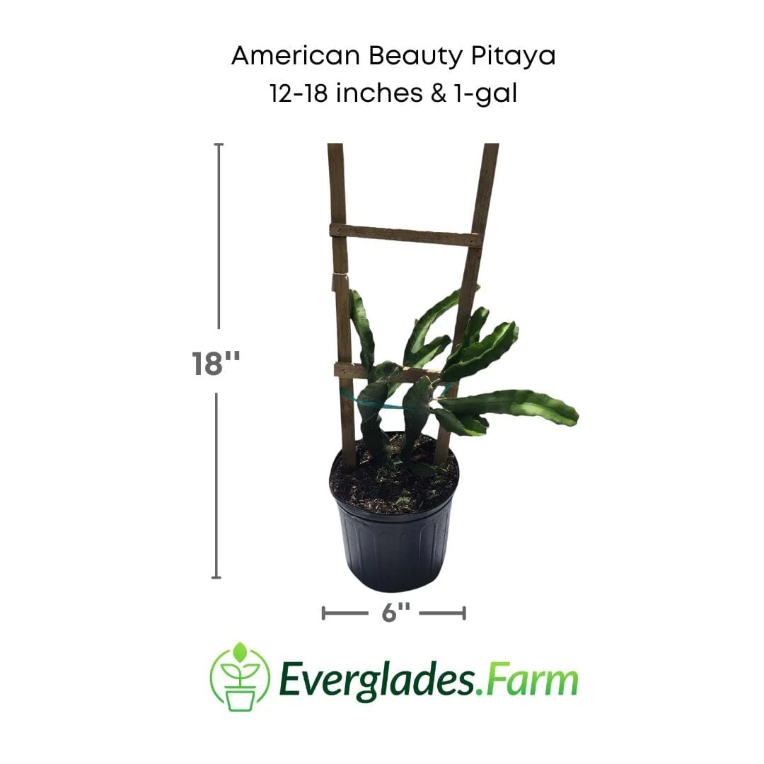 American Beauty Pitaya, Dragon Fruit Red - Image 4