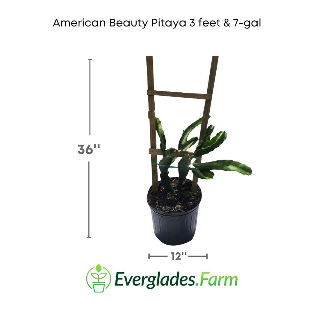 American Beauty Pitaya, Dragon Fruit Red - Image 6