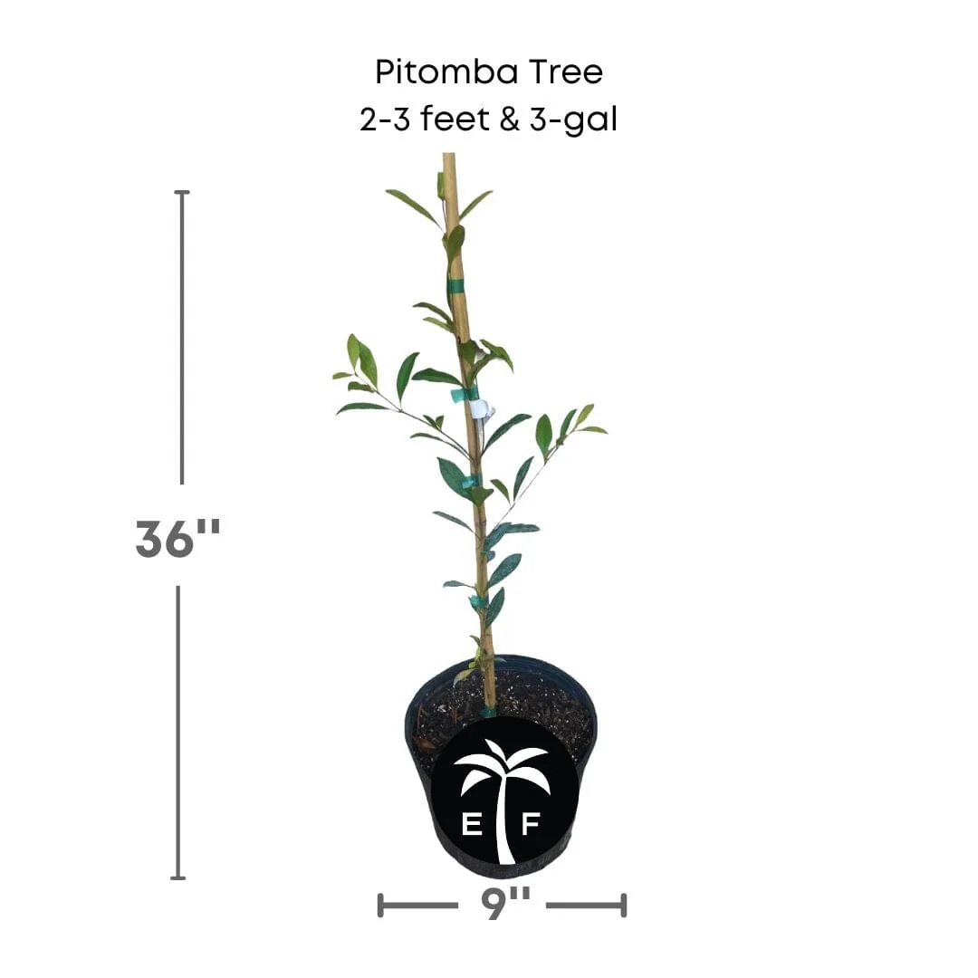 Pitomba [Eugenia luschnathiana] Tree - Image 3
