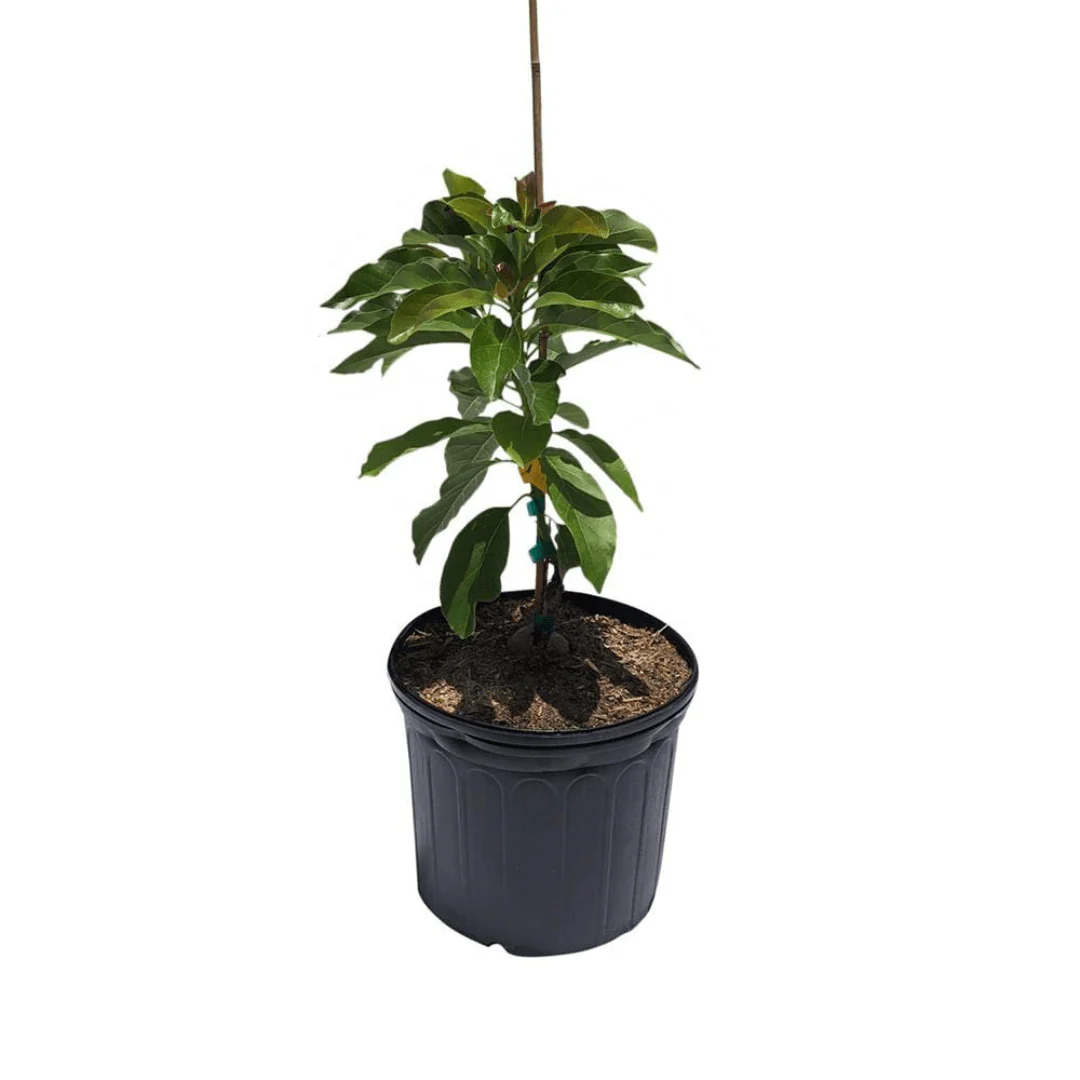 Pollock Avocado Tree, Grafted - Image 4