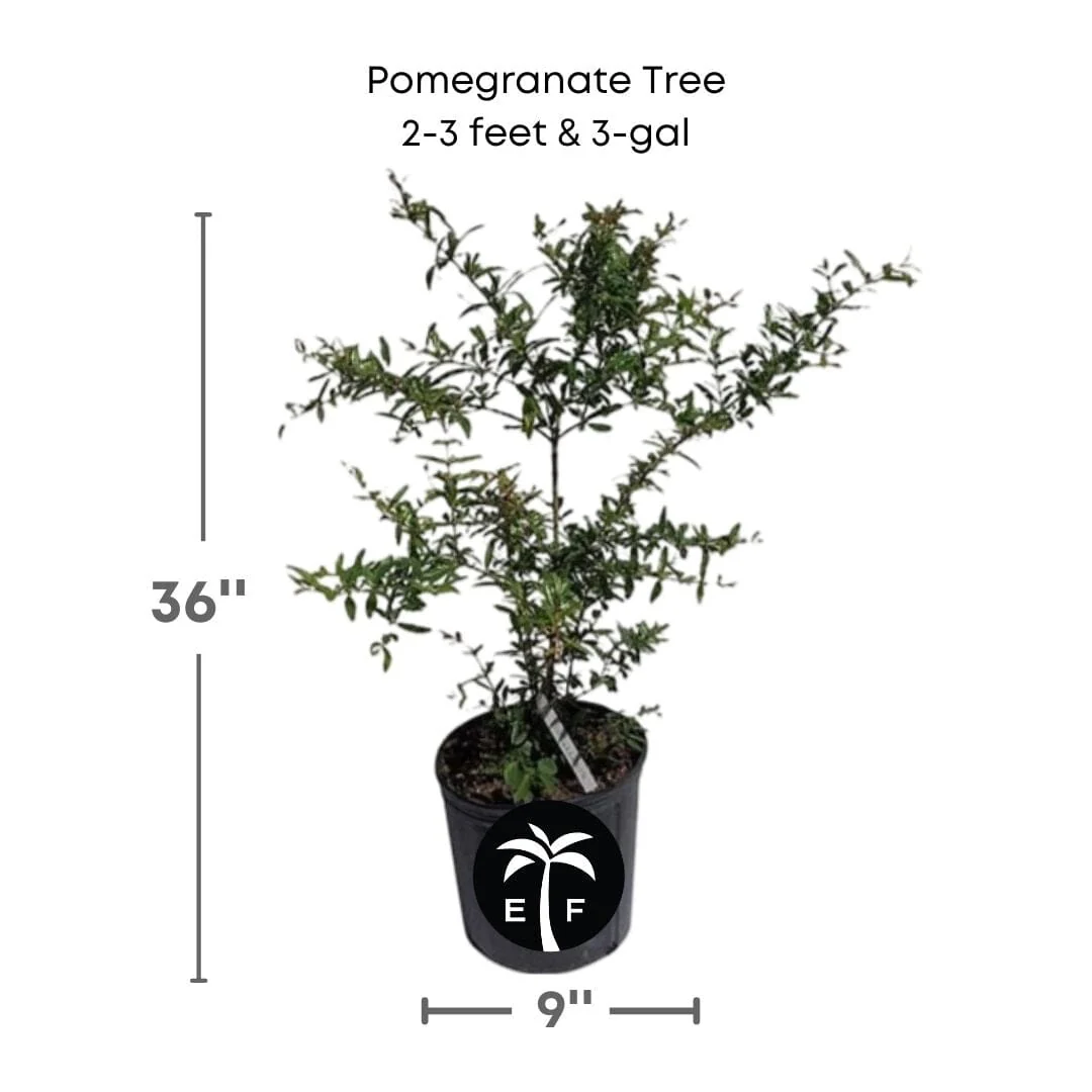 Pomegranate Tree, Pink Fruit - Image 4