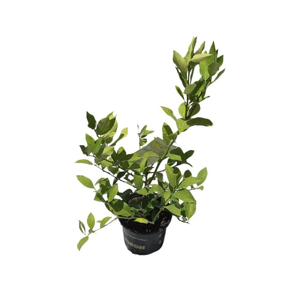 Ponderosa Lemon Tree Cutting - Image 3