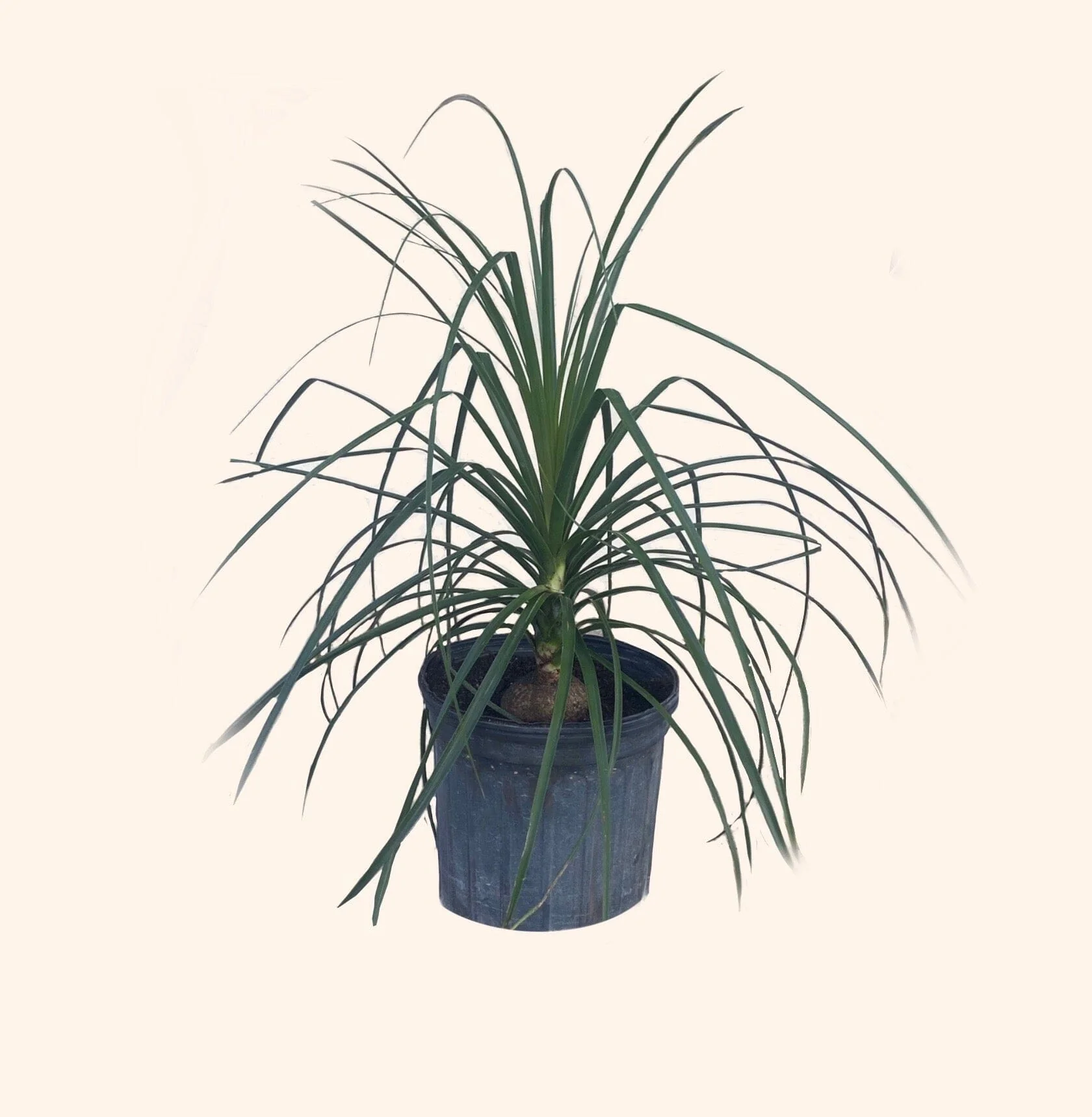 Ponytail Palm Tree