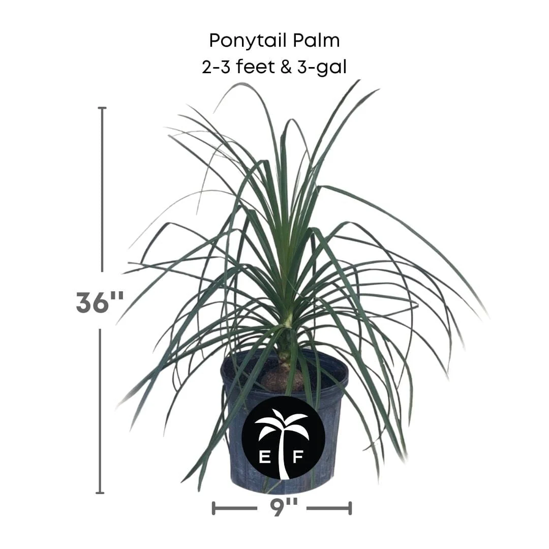 Ponytail Palm Tree - Image 2
