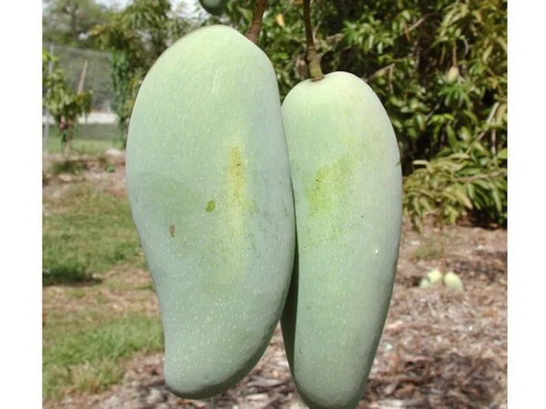 Pram Kai Mea / Brahm Kai Meuo Mango Tree, Grafted