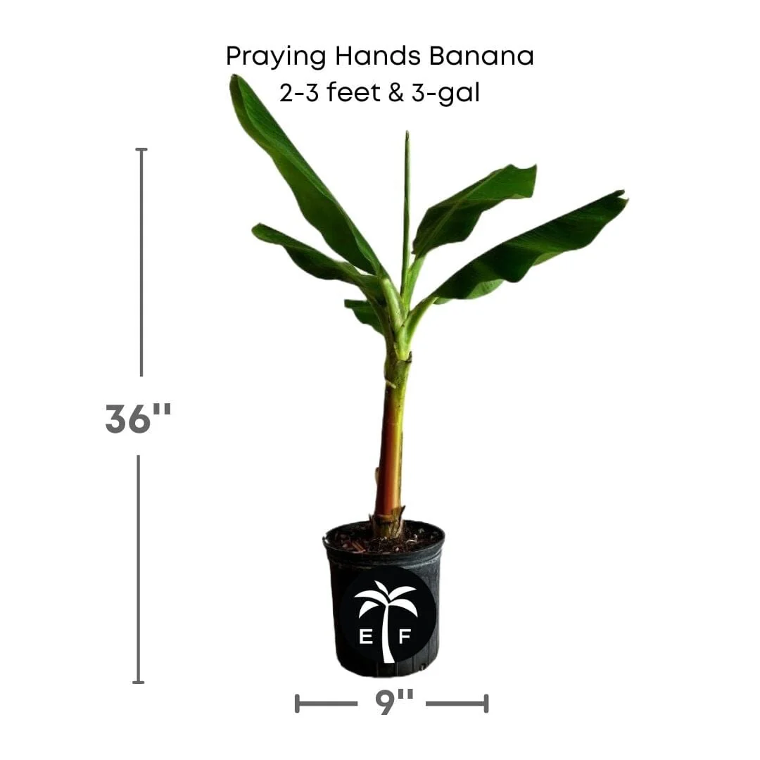 Praying Hands Banana Plant - Image 3