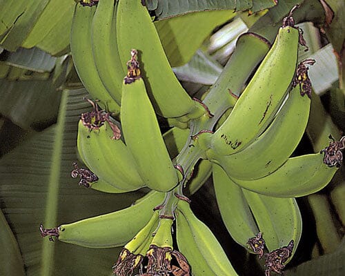 Puerto Rican Dwarf Plantain Banana Tree - Image 3