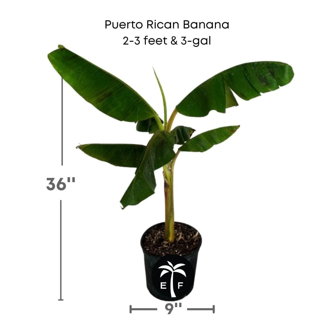 Puerto Rican Dwarf Plantain Banana Tree - Image 5