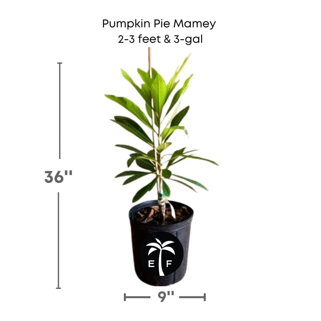 Pumpkin Pie Dwarf Mamey Sapote Tree Grafted - Image 3