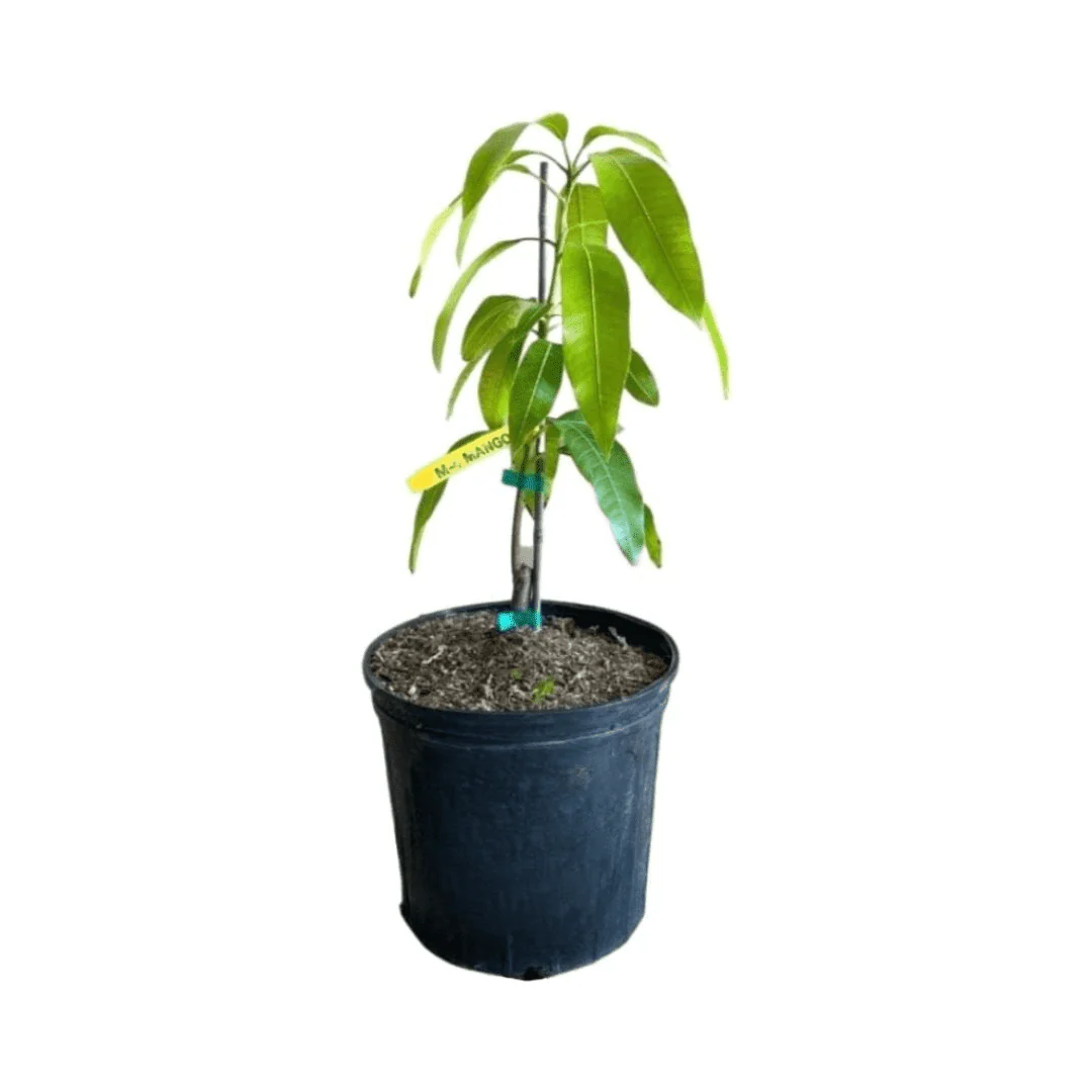 Fruit Punch Mango Tree, Grafted - Image 2
