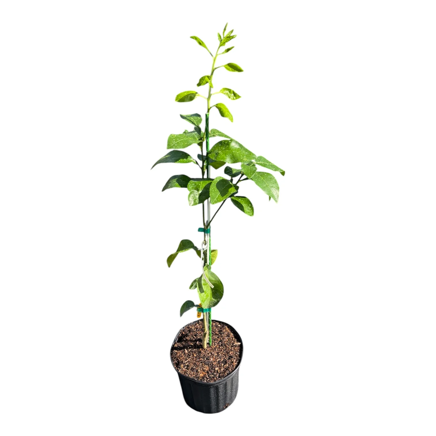 Ray Ruby Grape Fruit Tree Grafted - Image 2