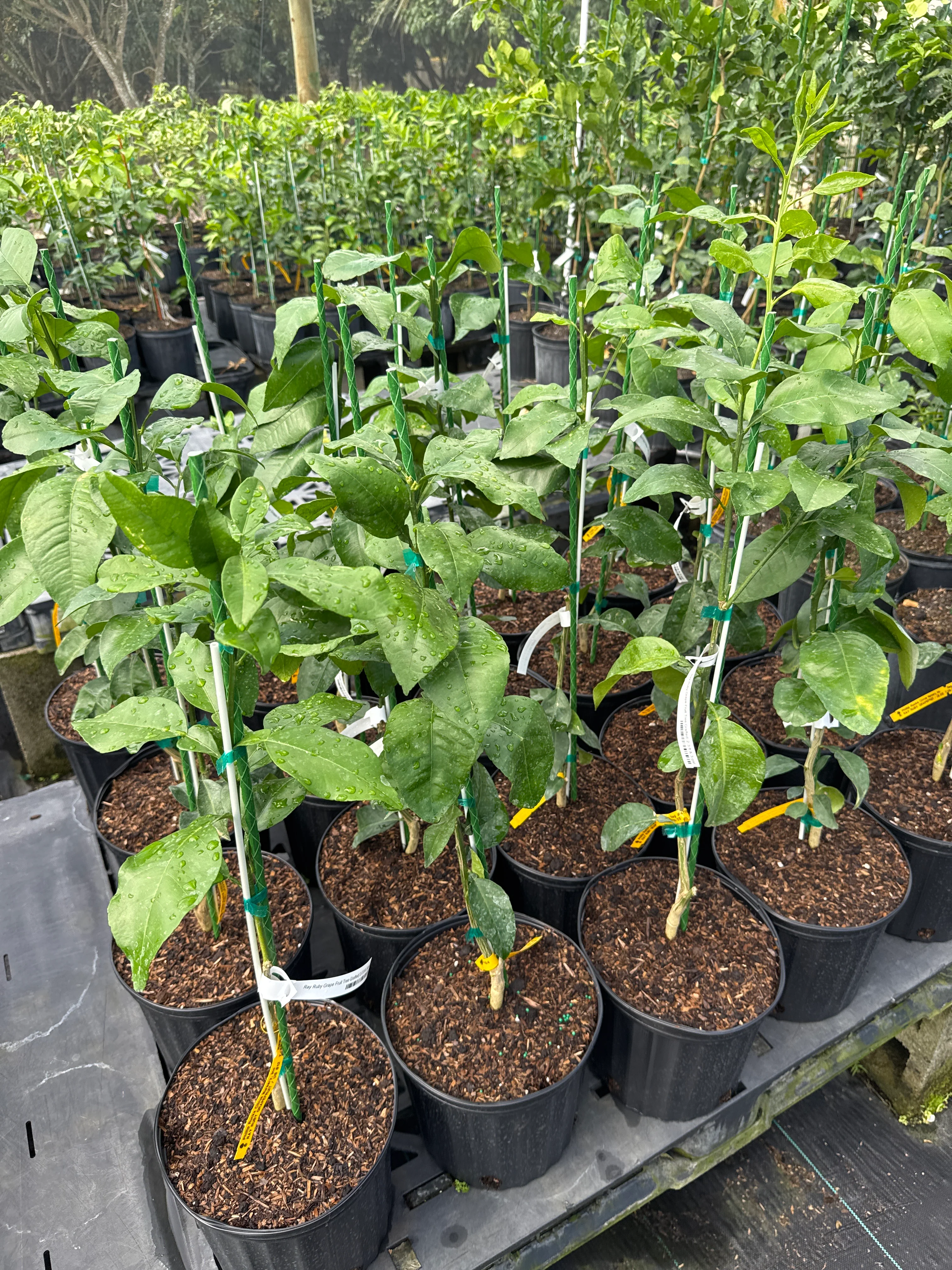 Ray Ruby Grape Fruit Tree Grafted - Image 3