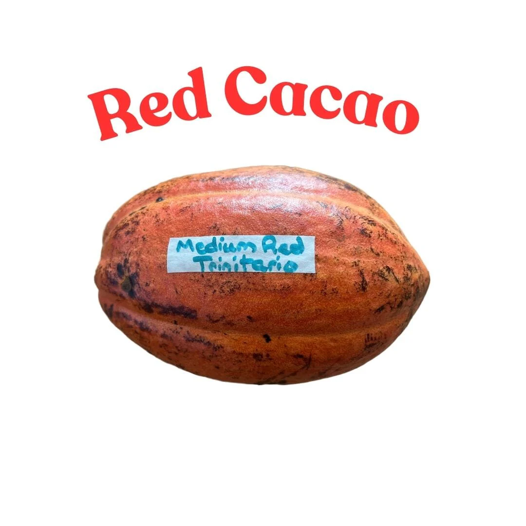 Chocolate Tree Red - Image 4