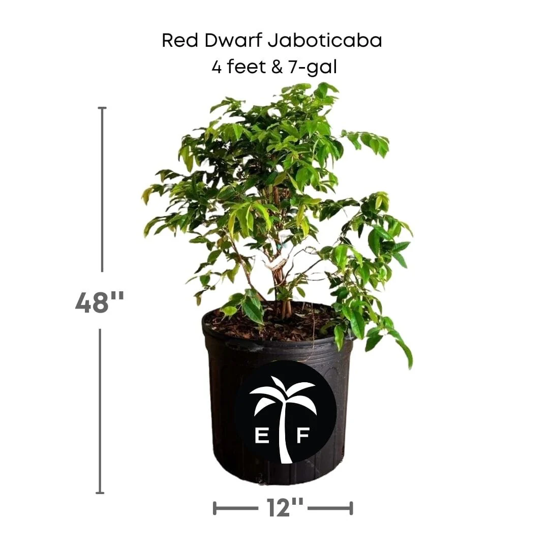 Red Dwarf Jaboticaba Tree, Hybrid - Image 4
