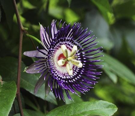 Panama Red Passion Fruit, Maracuya Rojo - Image 4