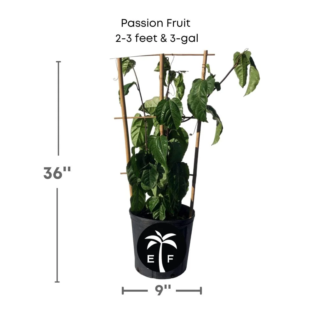 Panama Red Passion Fruit, Maracuya Rojo - Image 5