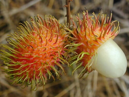 Red Rambutan Tree