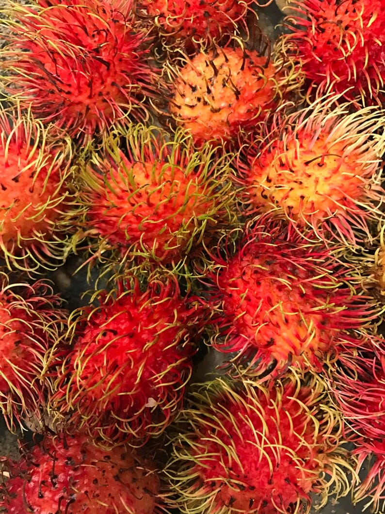 Red Rambutan Tree - Image 2