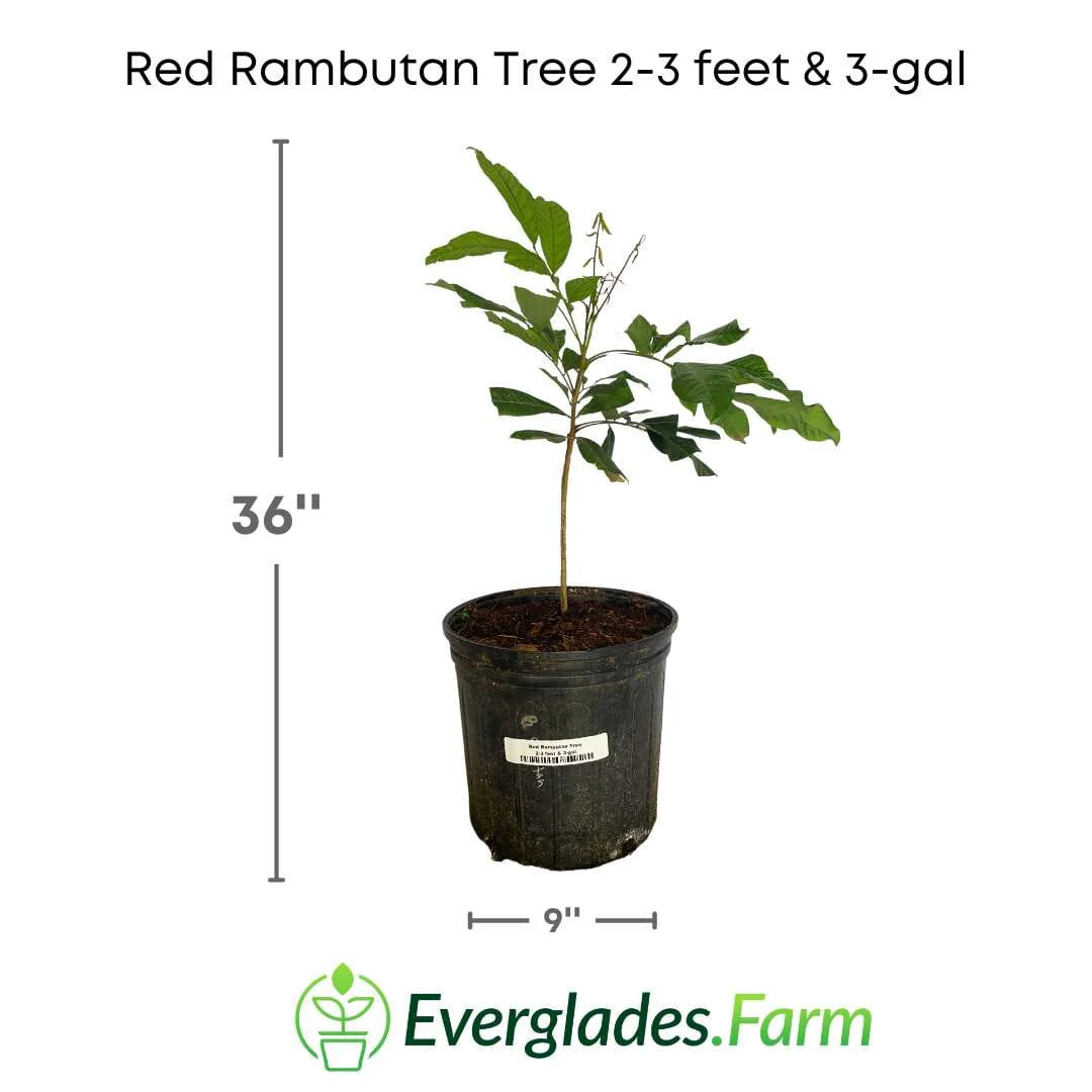 Red Rambutan Tree - Image 3
