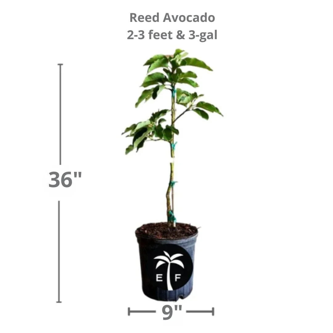 Reed Avocado Tree Grafted